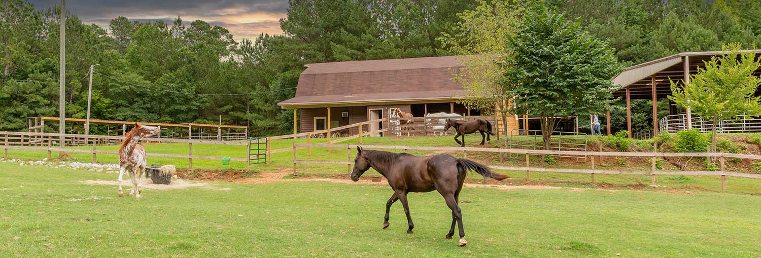 Inner_Harbour_Barn_Horses Horses running in front of a barn